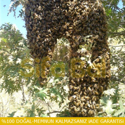 Karadeniz Karakovan Balı - Görsel 4