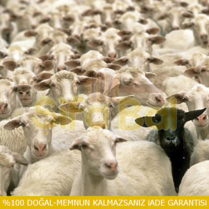 Koyun Peyniri - Görsel 2