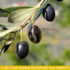 Yeşil Zeytin (El Kırması) - Görsel 3